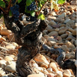 wine-chateauneuf-du-pape