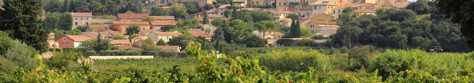 wine-chateauneuf-du-pape