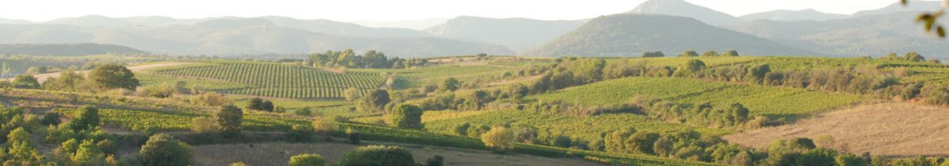 도멘 레 오렐 (Domaine les Aurelles)
