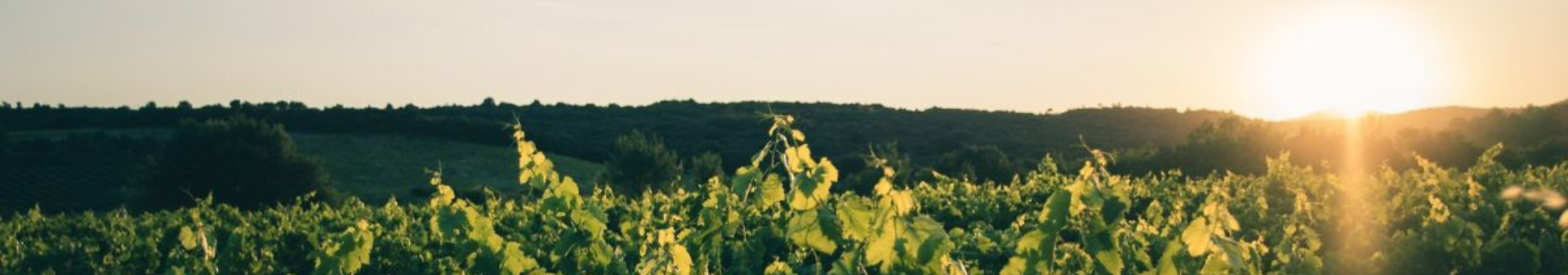 포제르 아펠라시옹 (Appellation Faugères)