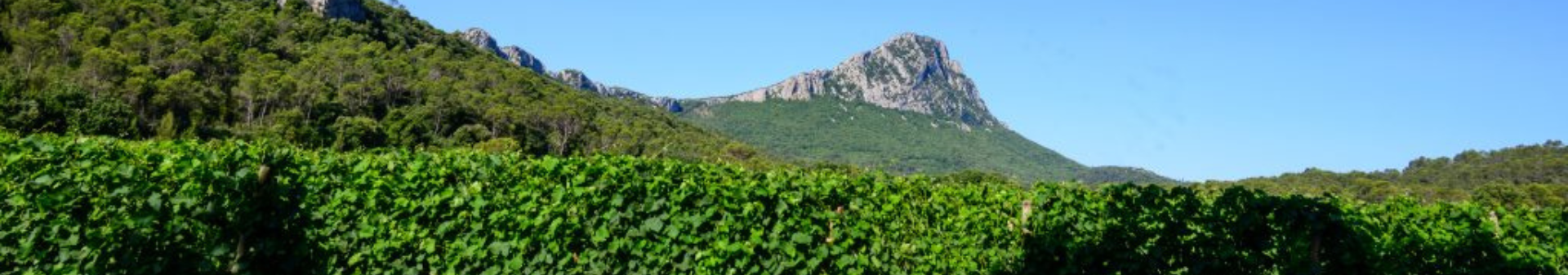픽 생루 아펠라시옹 (Appellation Pic Saint-Loup)