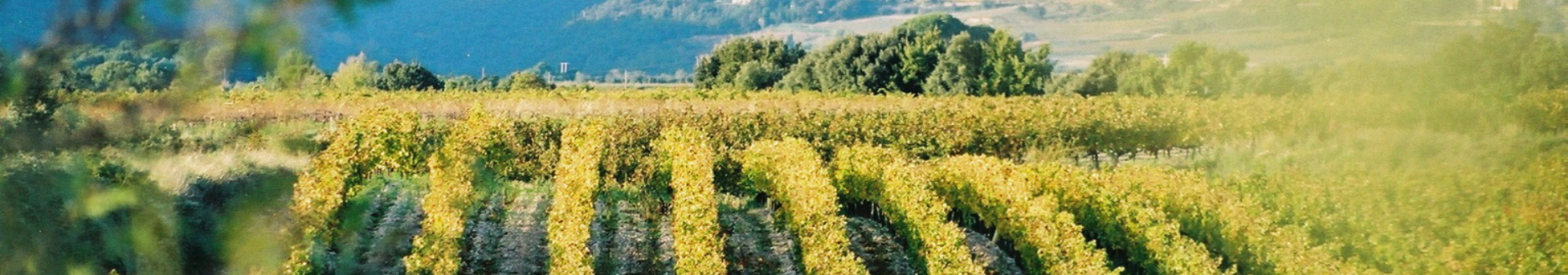 테라스 뒤 라르작 아펠라시옹 (Appellation Terrasses du Larzac)