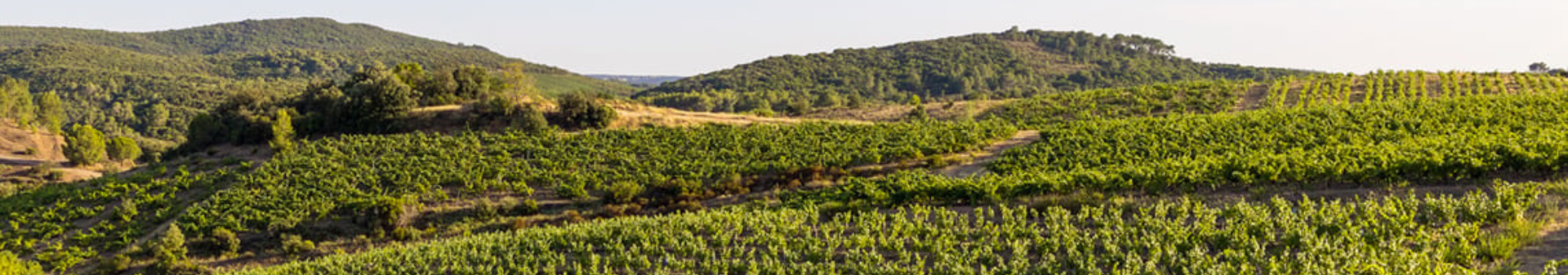 도멘 바르디 달키에 (Domaine Bardi d'Alquier)