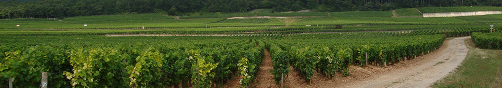 샤름 샹베르탱 (Charmes Chambertin) 아펠라시옹 와인