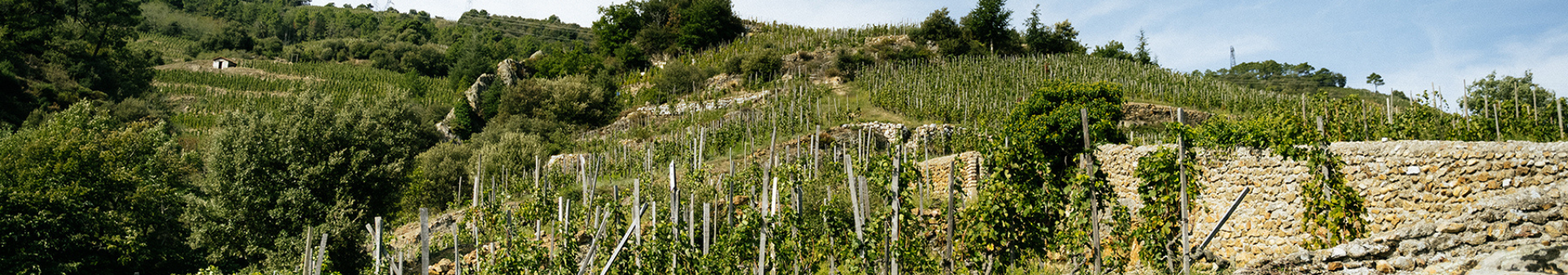도멘 알랭 보주 (Domaine Alain Voge)
