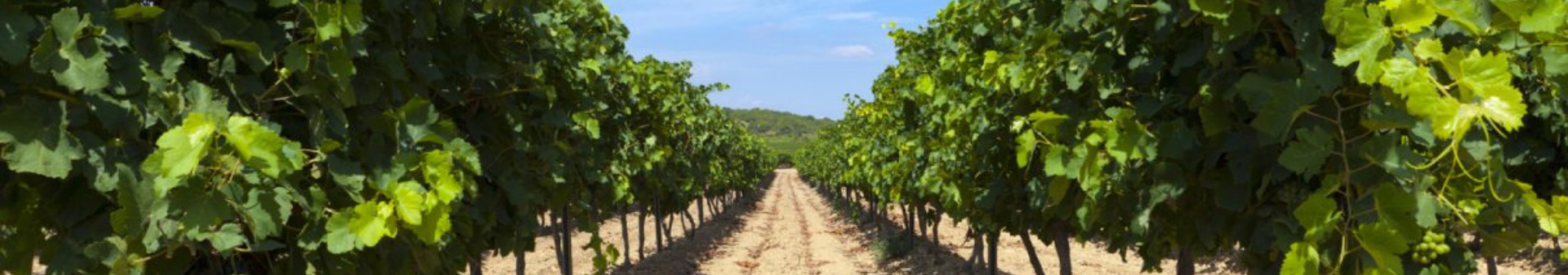 도멘 드 라 그랑쥬 데 페르 (Domaine De La Grange Des Pères)