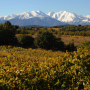 AOP Côtes du Roussillon - SoDivin 라인업을 만나보세요