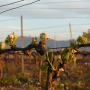 IGP Côtes Catalanes - Sodivin